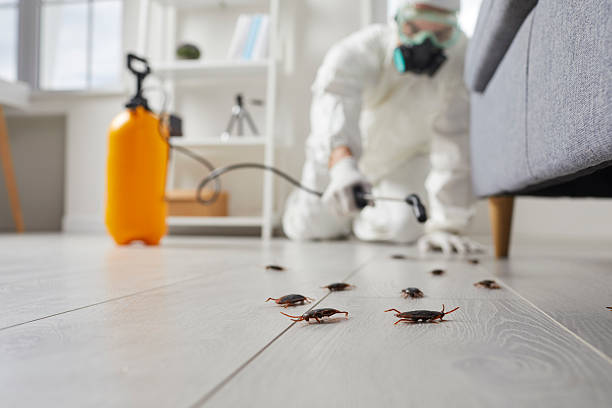Commercial Rodent Management in Dixmoor